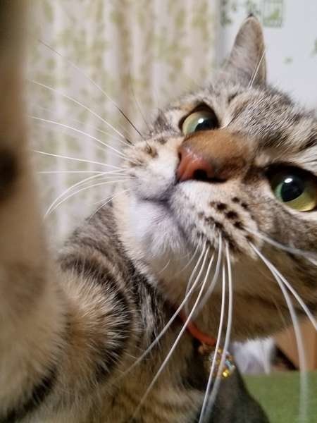 猫パンチ