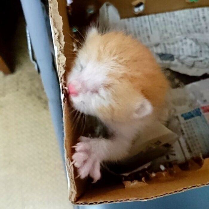 ねこ、ライター