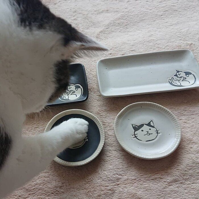 丸皿にタッチする猫