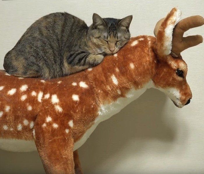 鹿の上でくつろぐ猫ちゃん