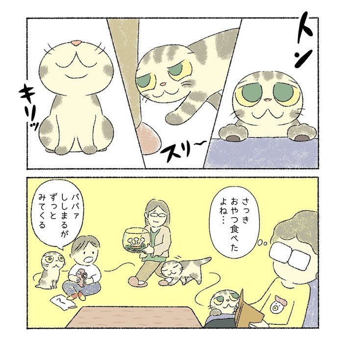 @tacos_cat