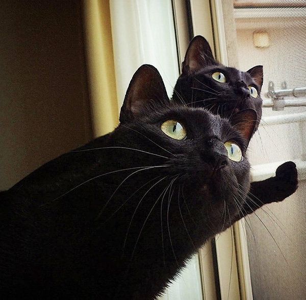 シンクロ黒猫兄弟
