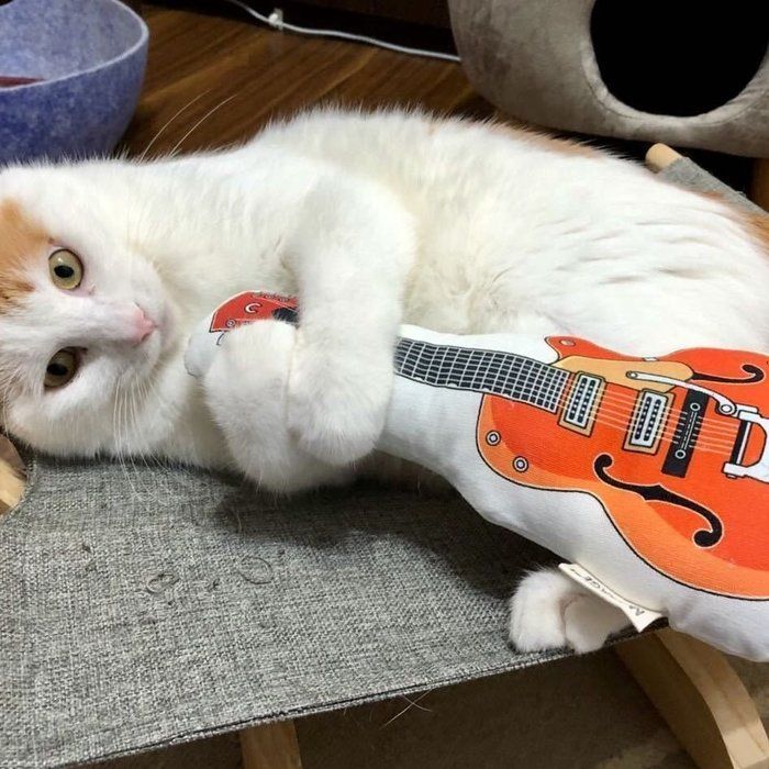 ギターをだっこする猫