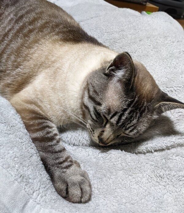 顔周りの色が濃く、模様もはっきりしてきたしらすくん