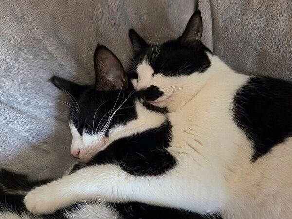 仲良く寄り添うミアちゃんとダダくん