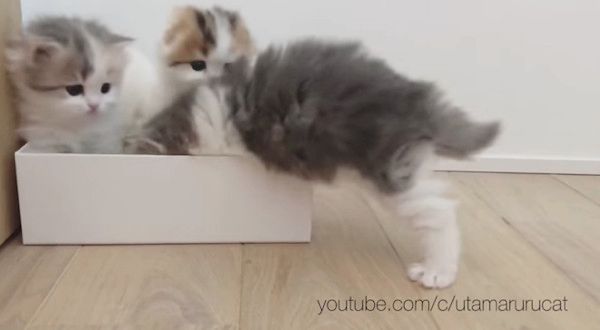 箱に入る猫