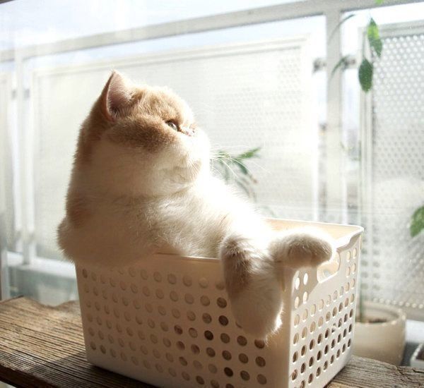 ボックスに入るエキゾチックショートヘア