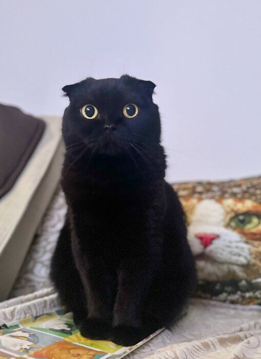 飼い主を見つめるスコティッシュフォールド