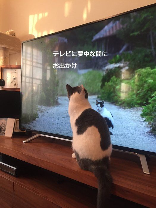 画像/2018年4月号「猫の新生活わが家の場合。」