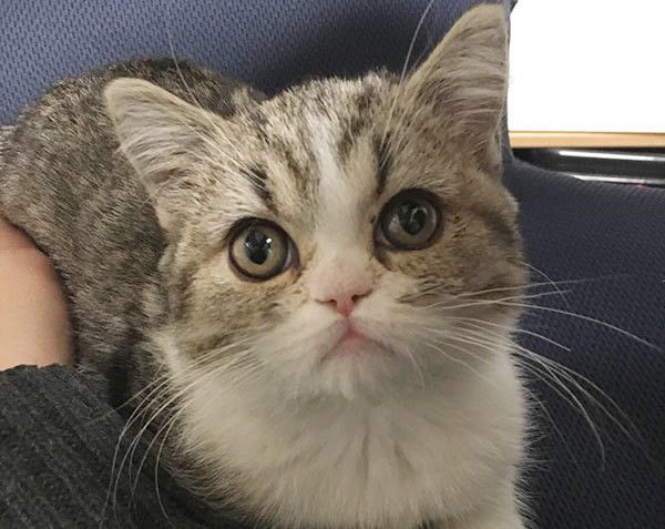 見つめる猫