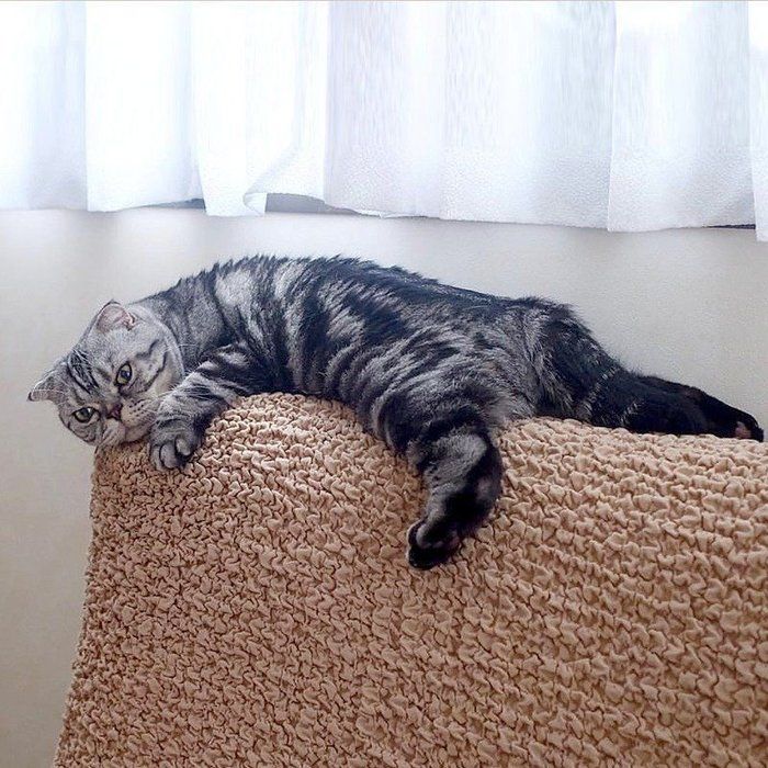 @tacos_cat
