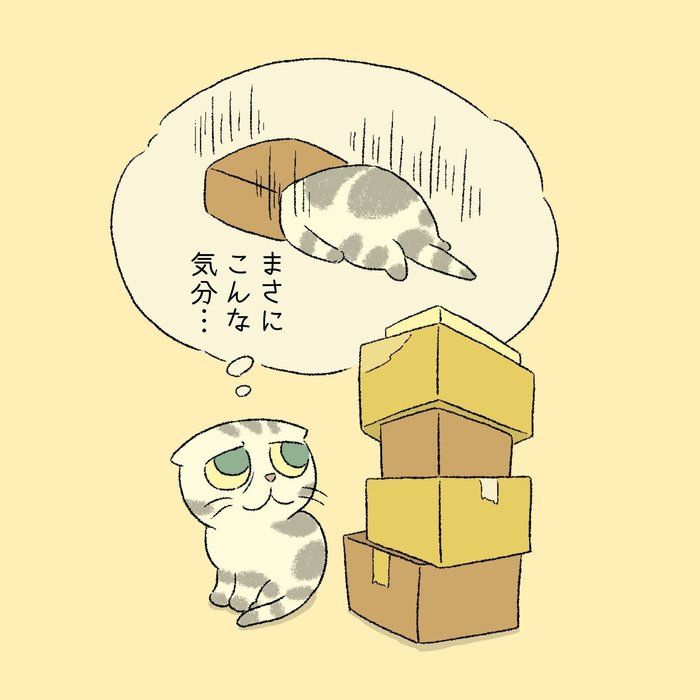 @tacos_cat
