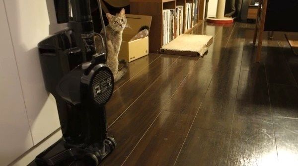 見つめる猫