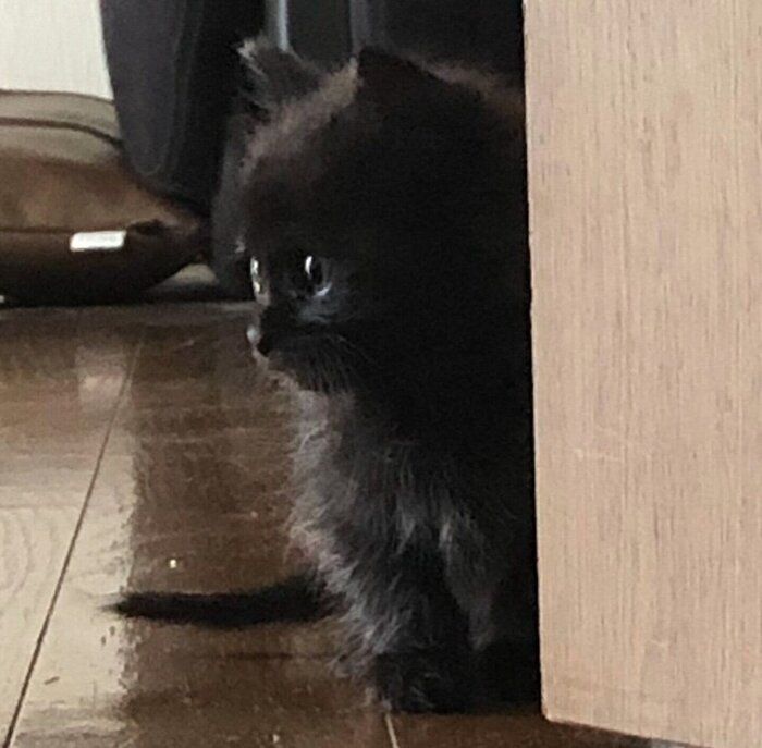 保護した翌日のクロちゃん