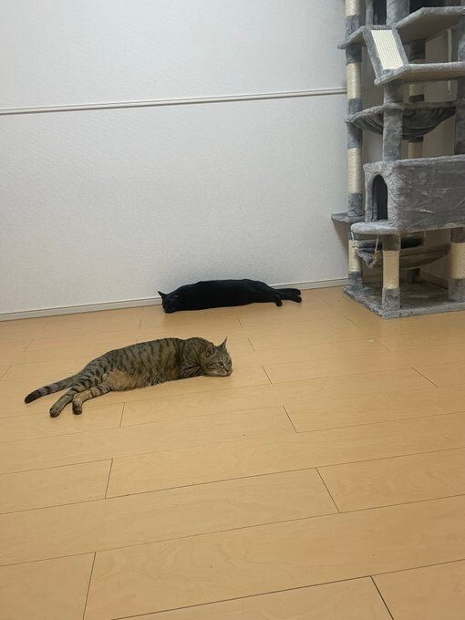 話題になった投稿写真全体 2匹の横にはキャットタワーがあった