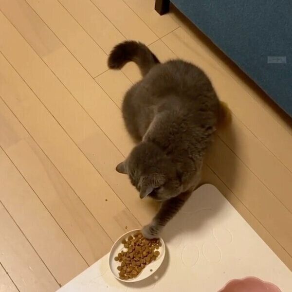 カリカリの食べ方が独特すぎるぺーちゃん