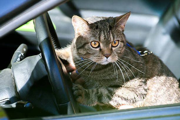 車を、秋の木