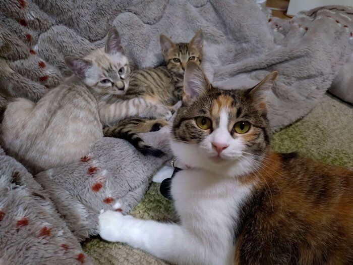 先住猫に見守られる2匹