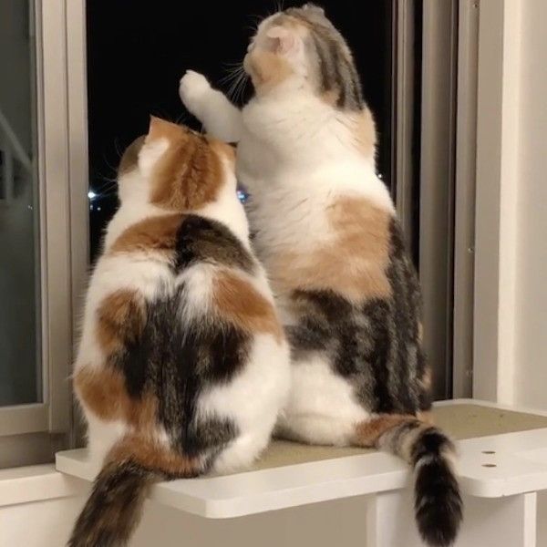 ニャンズのブーム