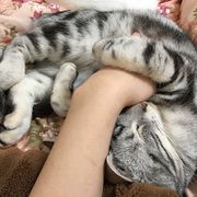 残念なイケメン猫 揺るぎなきセツstyleに関する記事一覧 ねこのきもちweb Magazine 残念なイケメン猫 揺るぎなきセツstyleに関する記事一覧 ねこのきもちweb Magazine