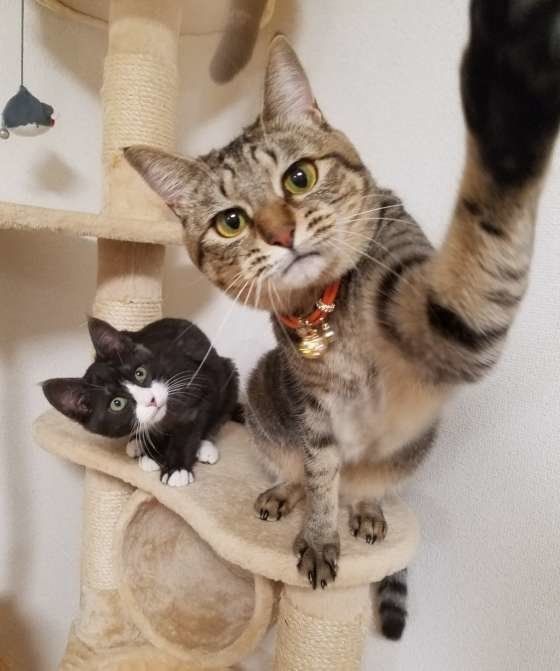 キャットタワーで遊ぶ2匹の猫