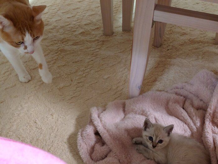 先住猫・ウニコくんと、新入り子猫・ルナちゃん