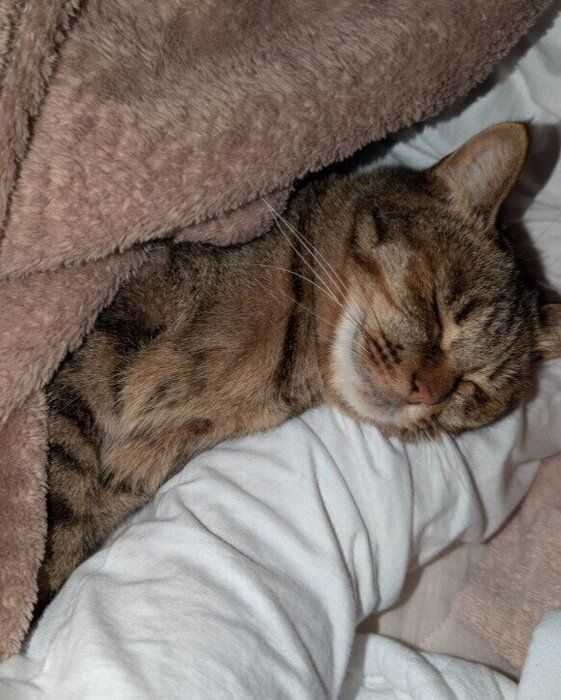 飼い主の腕枕で眠る猫
