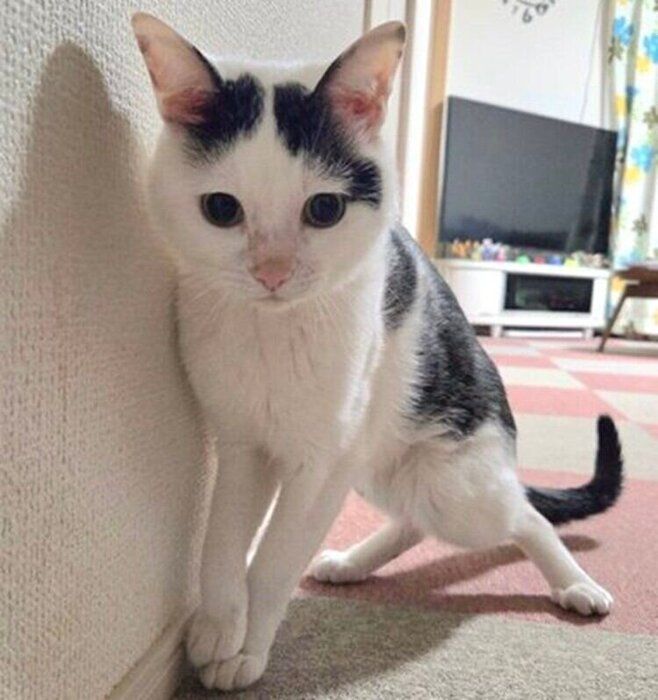 最近撮影したこもちゃん