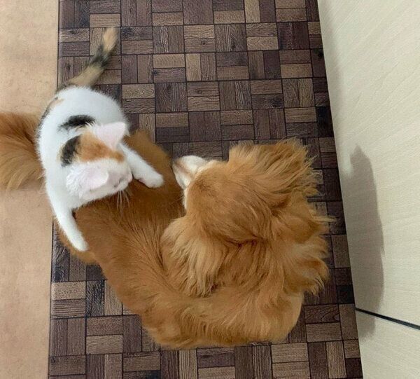 ケージから出したときのめろんちゃんととらちゃん