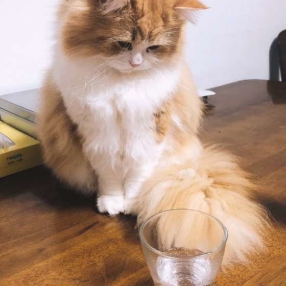 水を見つめるラガマフィン