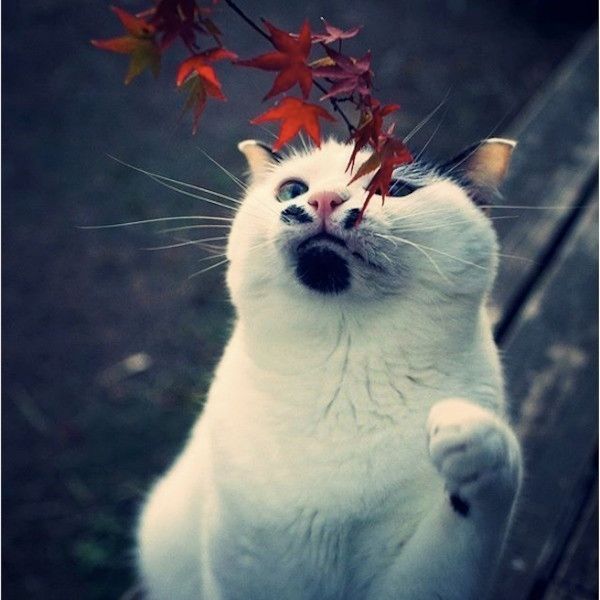はに丸くん