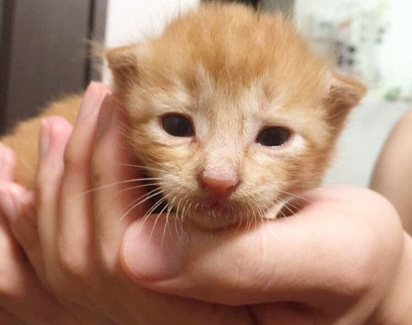 見つめる保護猫