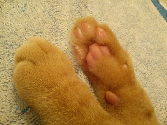 猫の肉球