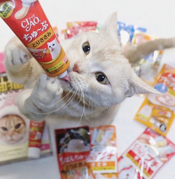 ちゅ〜るが大好きなネコ