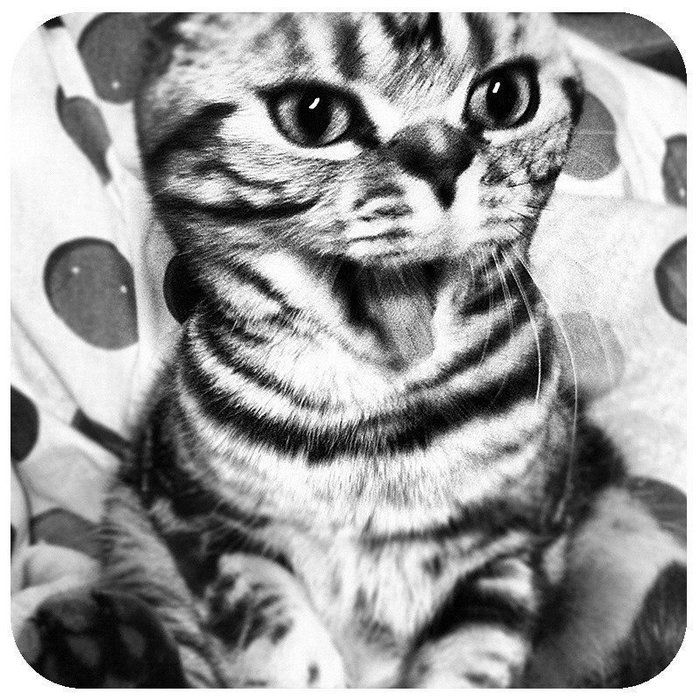 @tacos_cat