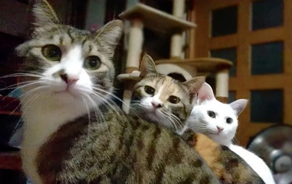 3匹の猫