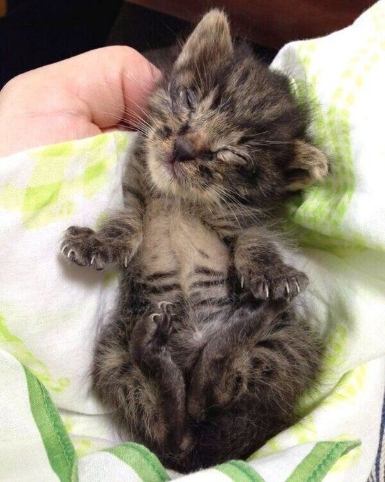 子猫時代の渚ちゃん