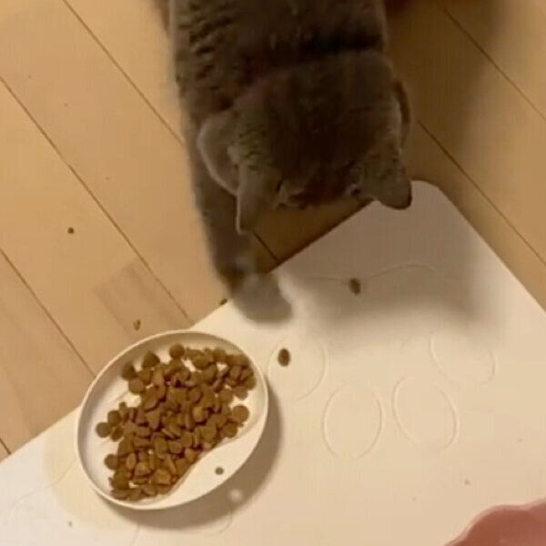 カリカリの食べ方が独特すぎるぺーちゃん