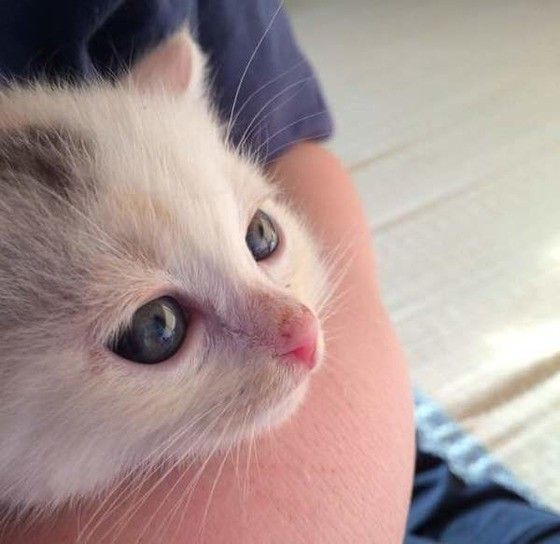 猫と人の腕