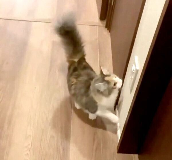ご機嫌なほたてちゃん