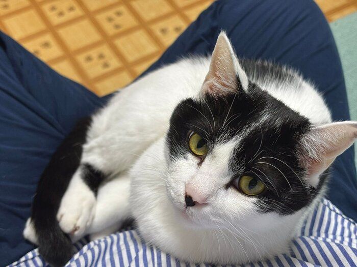 飼い主さんの膝の上でまったりするむすびくん