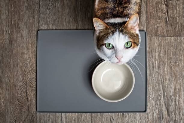 見上げる猫