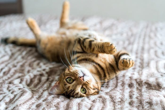 仰向けになっている猫