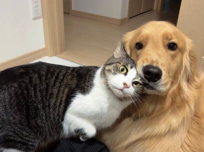 顔をくっつける2匹