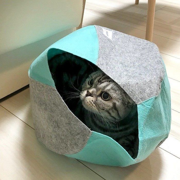 @tacos_cat
