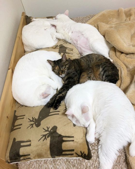 15匹の猫