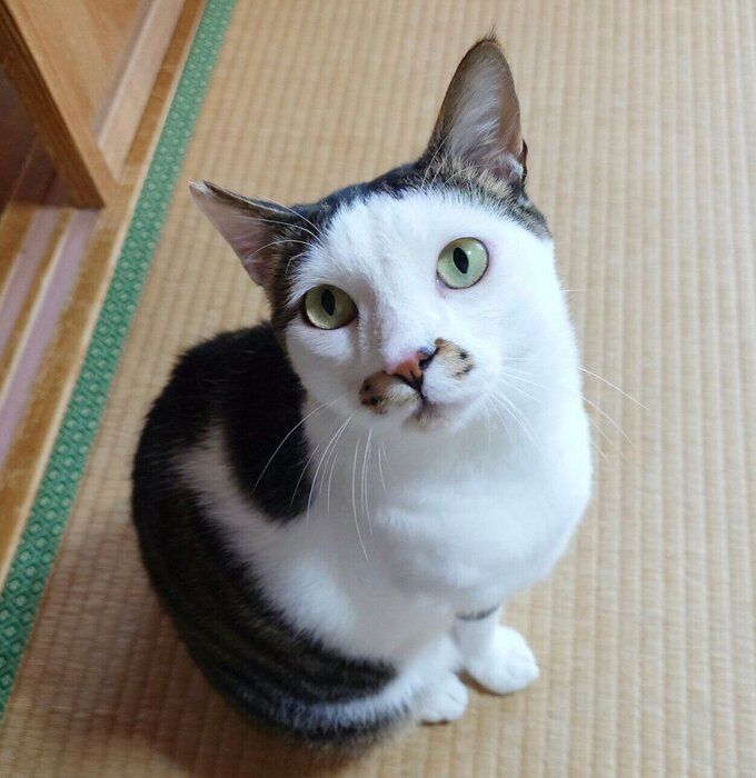 ゴハンが欲しくてじっと見つめるのりまきくん