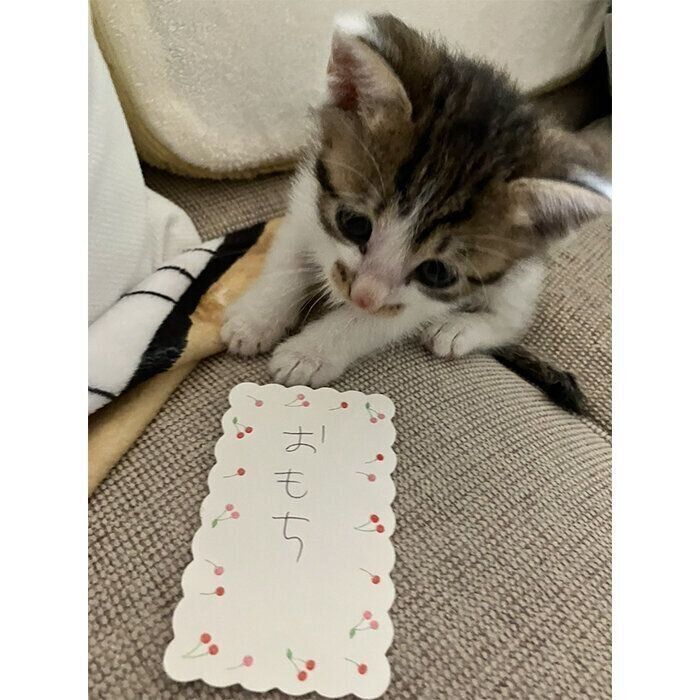 お迎えしたばかりのころのおもちくん