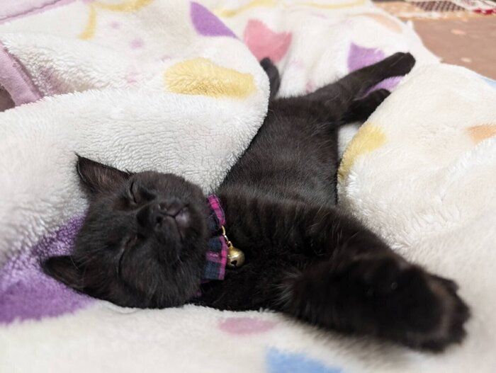 お迎えしたばかりのころのハロちゃん