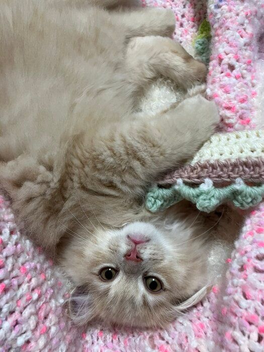 飼い主を見るマンチカンの子猫